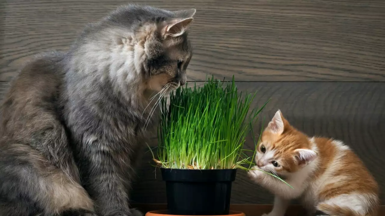 Herbe à chat pour les chats : Démystifier le mystère de ce supplément alimentaire félin populaire
